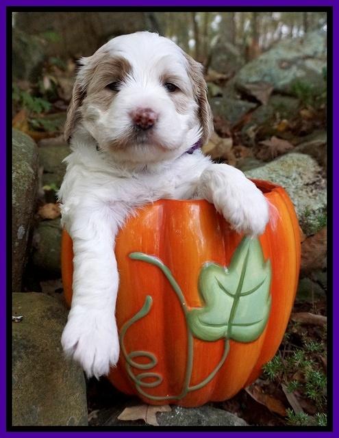 Paris Dempsey pups 4 wks old 111