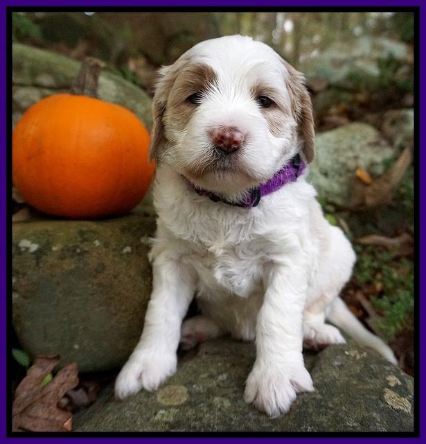 Paris Dempsey pups 4 wks old 91