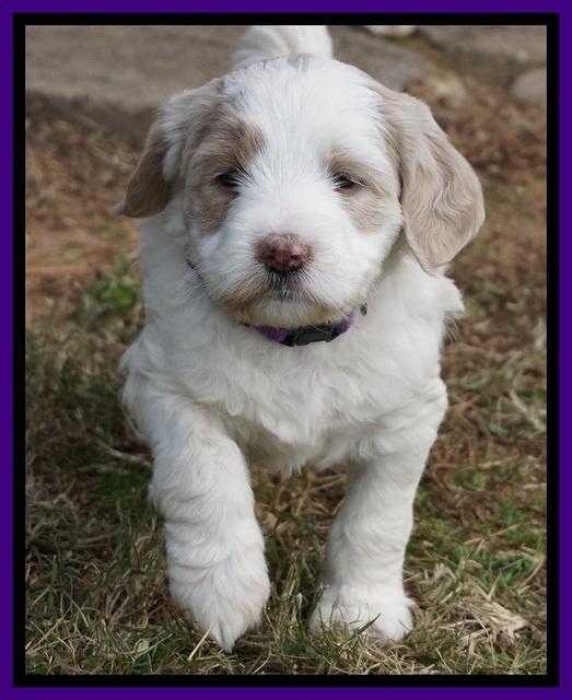 Paris Dempsey pups 5 wks old 2 032