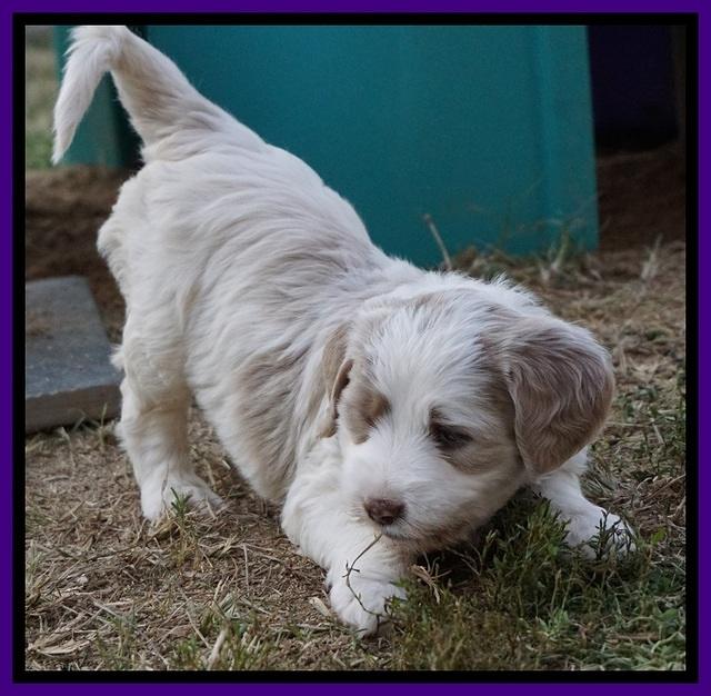 Paris Dempsey pups 5 wks old 2 148