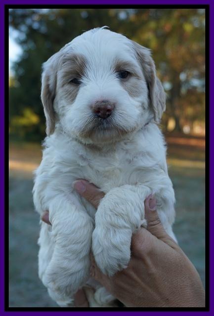 Paris Dempsey pups 5 wks old faces 51
