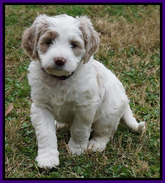 Paris Dempsey pups 6 wks old 17100