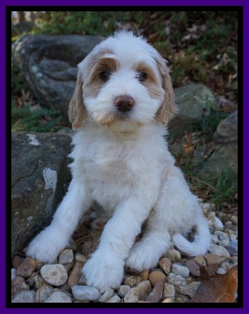 Paris Dempsey pups 8 wks old 3 031