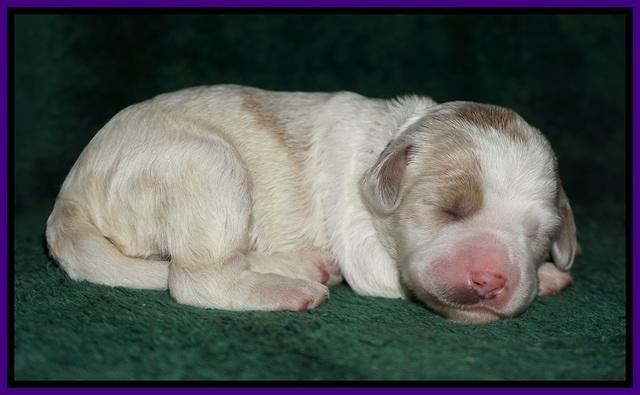 Paris Dempsey pups one wk old 8100