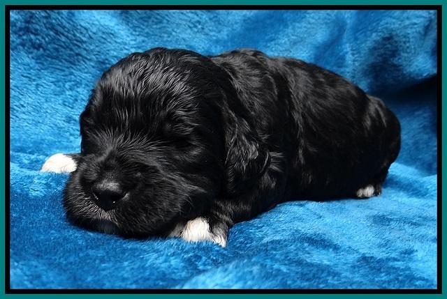 Paris Dempsey pups 2 wks old 101