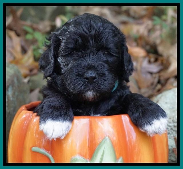 Paris Dempsey pups 4 wks old 141