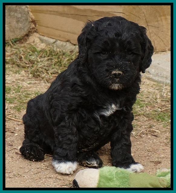 Paris Dempsey pups 5 wks old 221