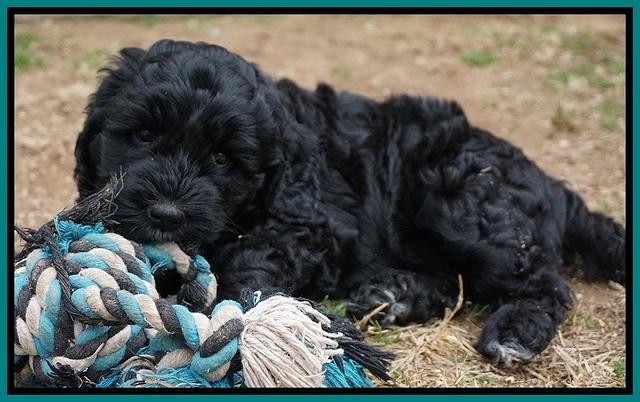 Paris Dempsey pups 6 wks old 24100