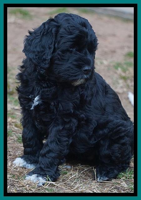 Paris Dempsey pups 7 wks old 161