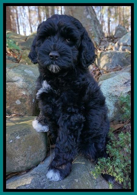 Paris Dempsey pups 8 wks old 3 062