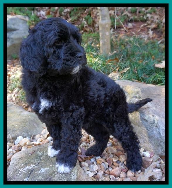 Paris Dempsey pups 8 wks old 3 070