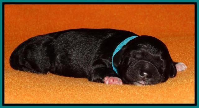 Paris Dempsey pups newborn 910