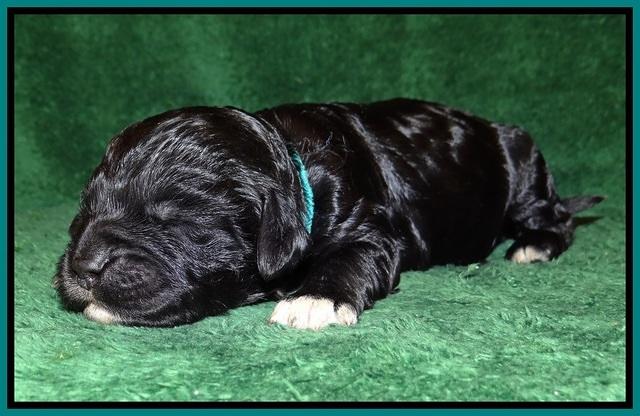 Paris Dempsey pups one wk old 11100