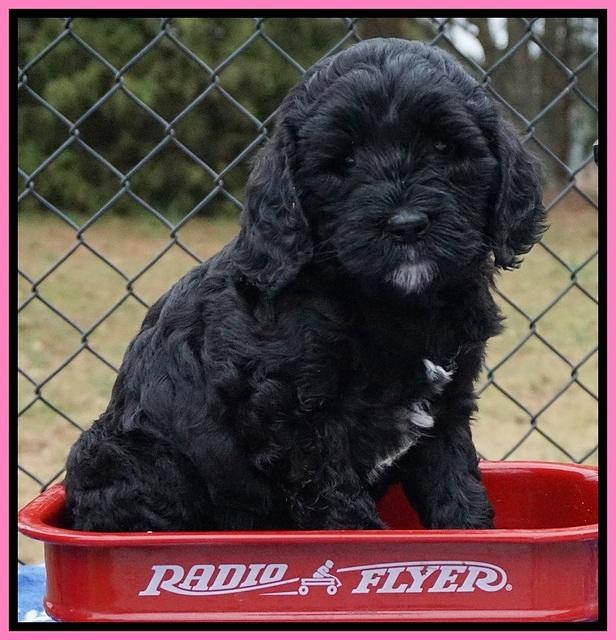 Paris Dempsey pups 6 wks old 1 037