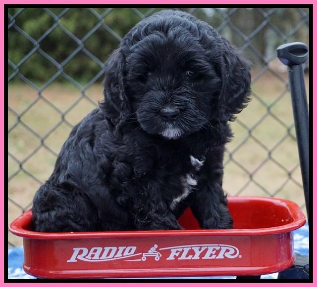 Paris Dempsey pups 6 wks old 1 039