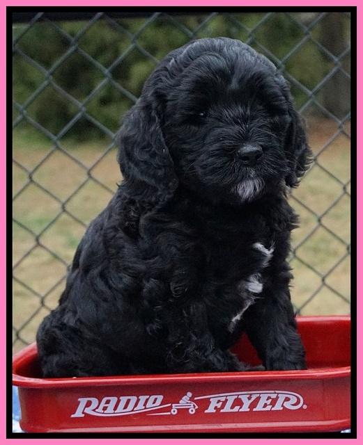 Paris Dempsey pups 6 wks old 1 050