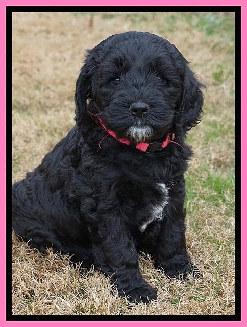 Paris Dempsey pups 6 wks old 10100