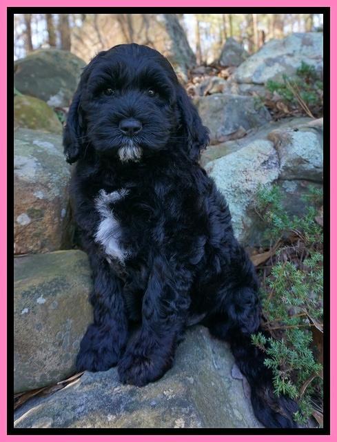 Paris Dempsey pups 8 wks old 3 006