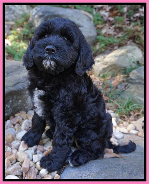 Paris Dempsey pups 8 wks old 3 030