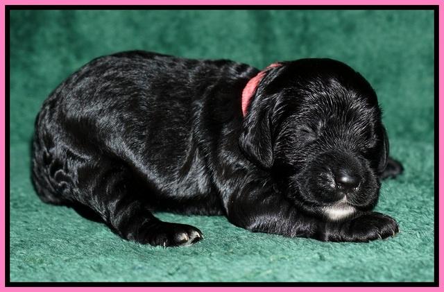 Paris Dempsey pups one wk old 3100