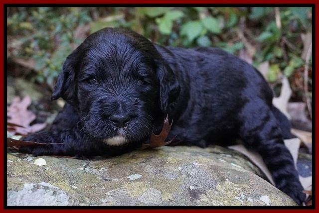 Paris Dempsey pups 3 wks old 161