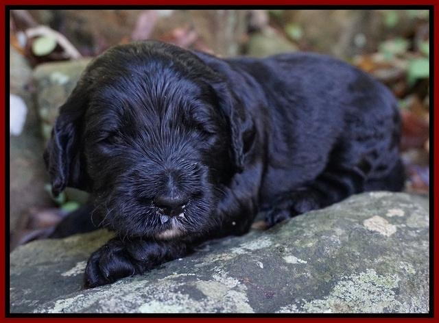 Paris Dempsey pups 3 wks old 171