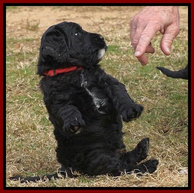 Paris Dempsey pups 5 wks old 181