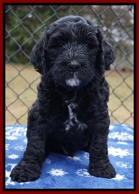 Paris Dempsey pups 6 wks old 1 108