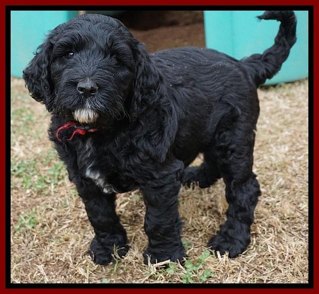 Paris Dempsey pups 6 wks old 26100