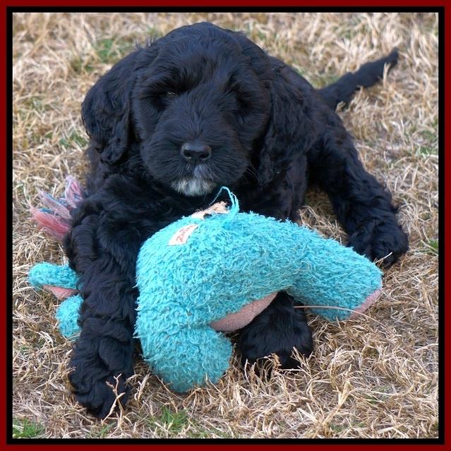 Paris Dempsey pups 7 wks old 191