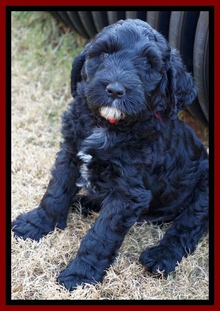 Paris Dempsey pups 7 wks old 201