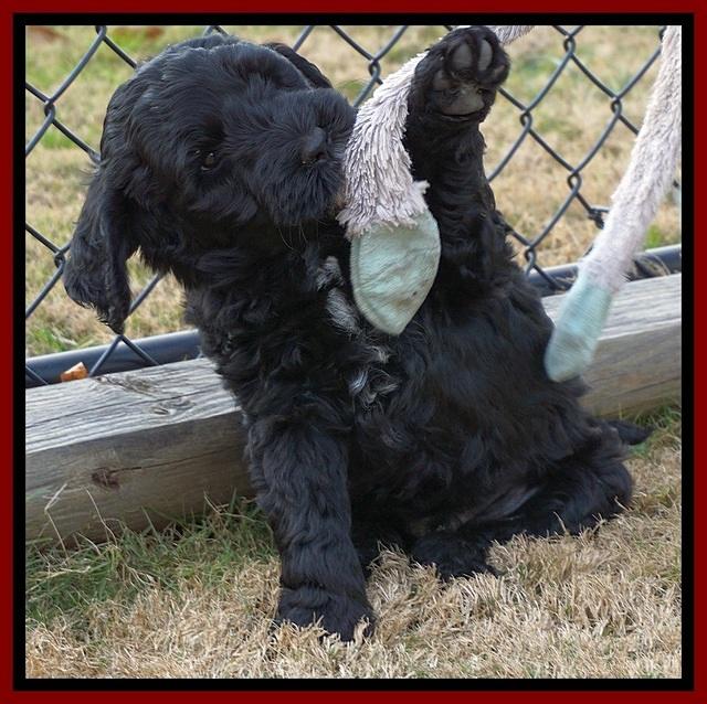 Paris Dempsey pups 7 wks old 211