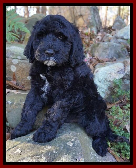 Paris Dempsey pups 8 wks old 2 007