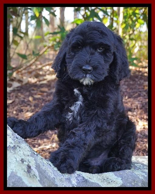 Paris Dempsey pups 8 wks old 2 015