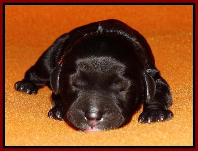 Paris Dempsey pups newborn 1010