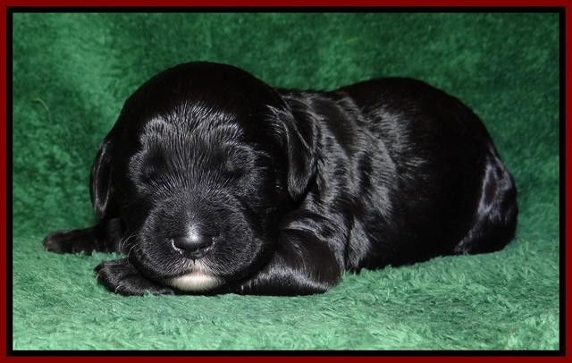 Paris Dempsey pups one wk old 14100