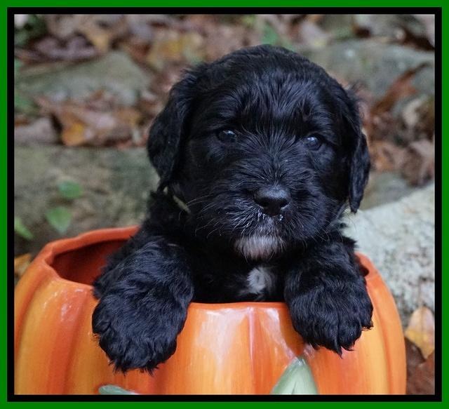 Paris Dempsey pups 4 wks old 191
