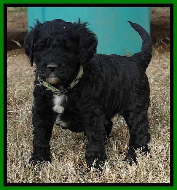Paris Dempsey pups 5 wks old 2 023