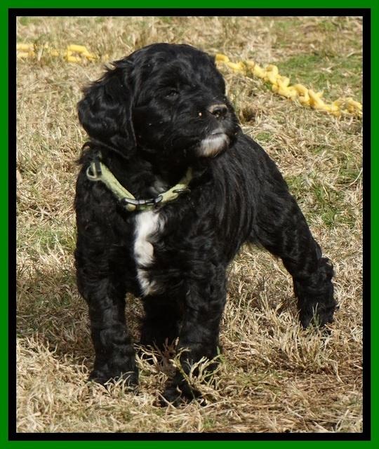 Paris Dempsey pups 5 wks old 271