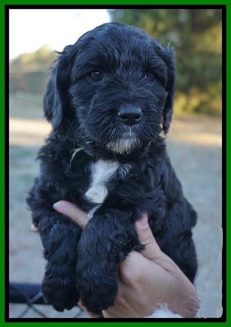 Paris Dempsey pups 5 wks old faces 121