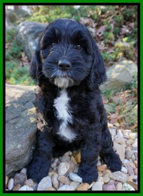 Paris Dempsey pups 8 wks old lime 009