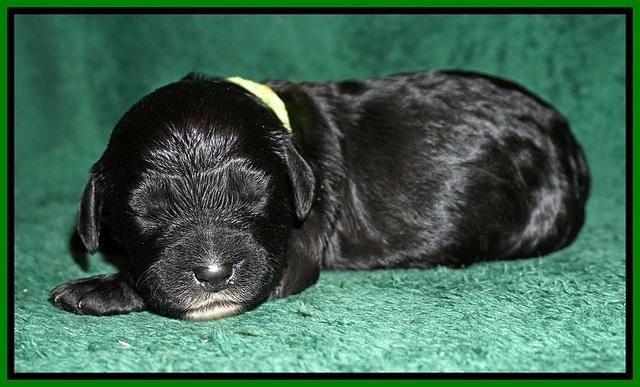 Paris Dempsey pups one wk old 19100