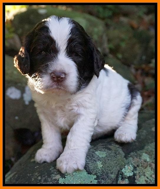 Paris Dempsey pups 3 wks old 211