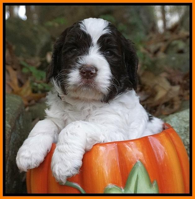 Paris Dempsey pups 4 wks old 221