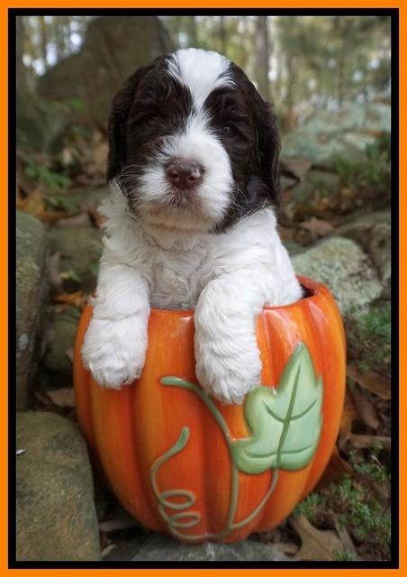 Paris Dempsey pups 4 wks old 231