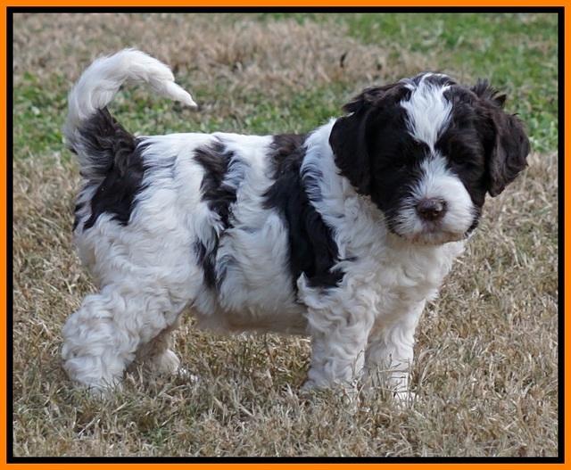 Paris Dempsey pups 5 wks old 2 003