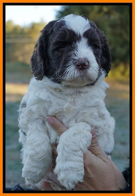 Paris Dempsey pups 5 wks old faces 131