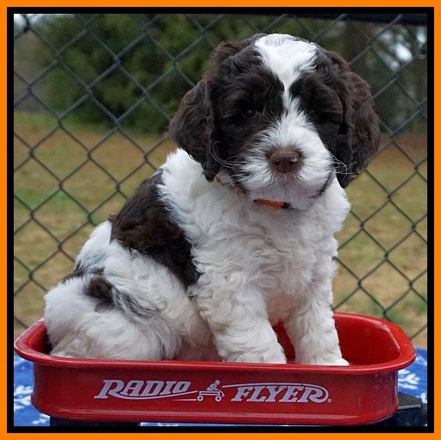 Paris Dempsey pups 6 wks old 1 138