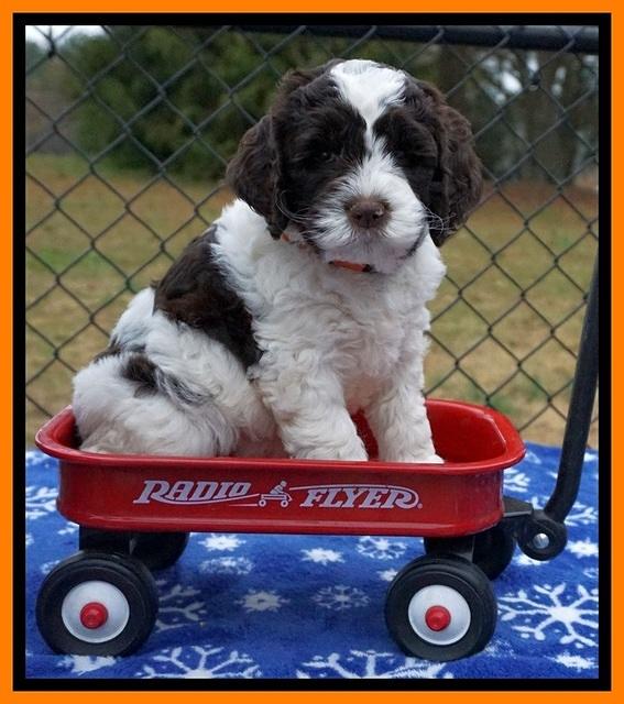 Paris Dempsey pups 6 wks old 1 139