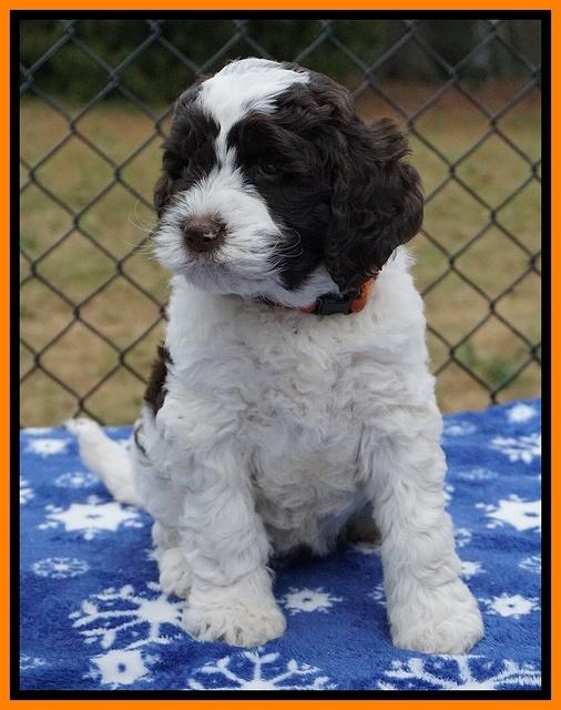 Paris Dempsey pups 6 wks old 1 148